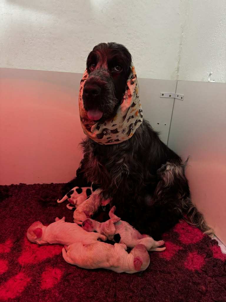 English Cocker Spaniel